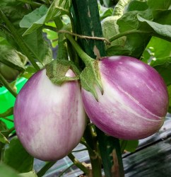 eggplant rosa bianca11